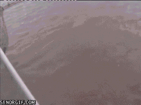 Moving Image Mayhem - Animal Edition