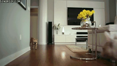 Moving Image Mayhem - Animal Edition