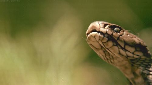 Moving Image Mayhem - Animal Edition