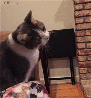 Caturday gif of a cat studying a straw