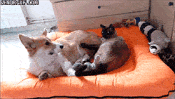 Caturday gif of a cat and a dog fighting then snuggling together