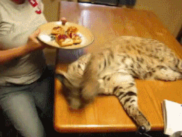 Caturday gif of a cheetah trying to steal food from a plate