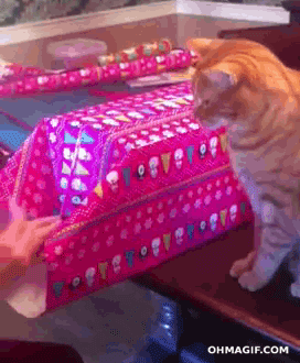 Caturday gif of a cat not letting a person wrap a present