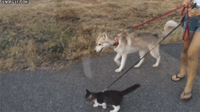 Caturday gif of a cat taking a walk on a leash