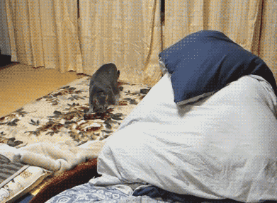 Caturday gif of a cat falling on its back in surprise after human scares it