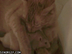Caturday gif of a cat grooming a rat