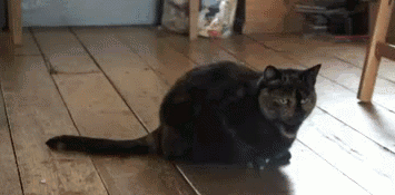 Caturday gif of a cat shaking its head funnily