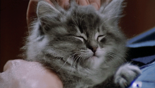Caturday gif of a cat getting a head massage