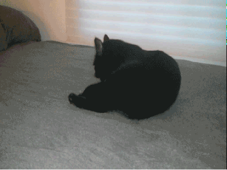 Caturday gif of a black cat with glowing eyes twisting and looking creepy