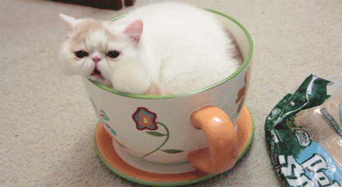 Caturday gif of a cat yawning while sitting inside a mug