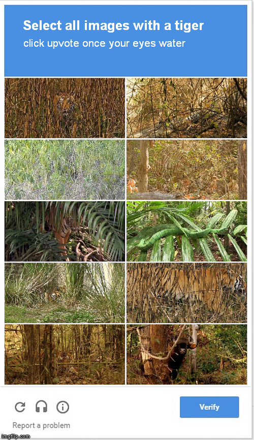Caturday meme with pic of tigers camouflaging in nature