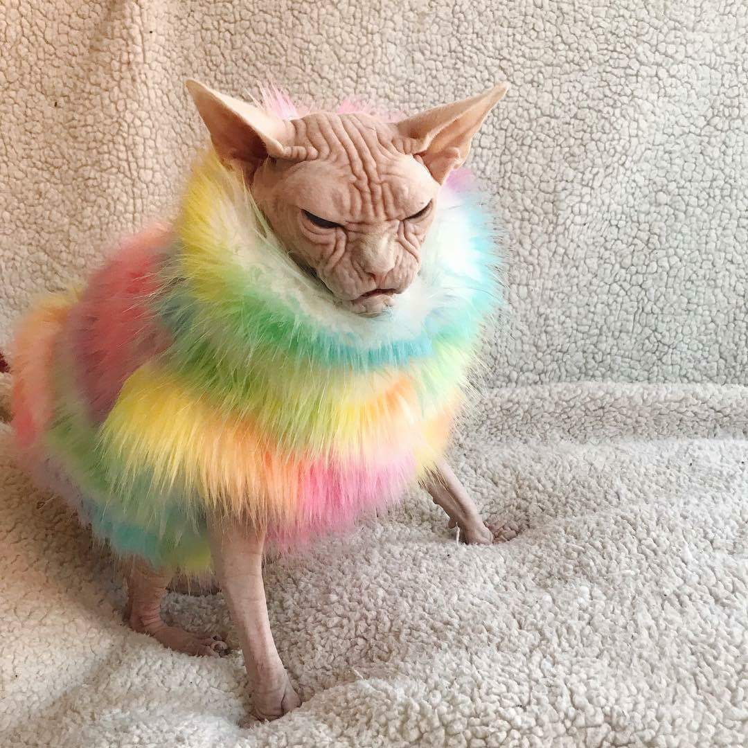 Caturday meme of a grumpy sphynx cat in a colorful fluffy jacket