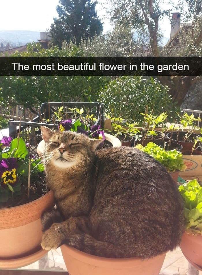Caturday meme of a cat in a flowerpot