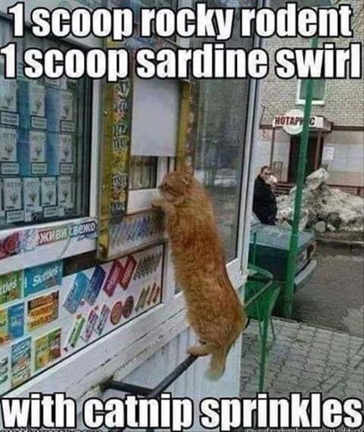 Caturday meme of a cat ordering ice cream from an ice cream truck