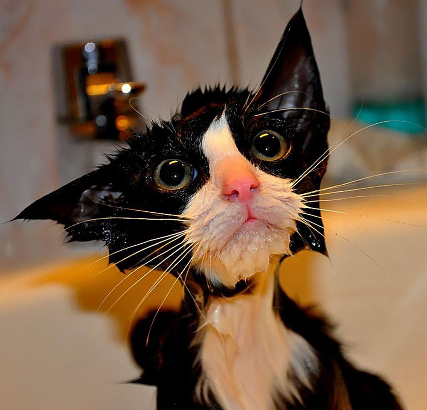 Caturday pic of a wet cat taking a bath