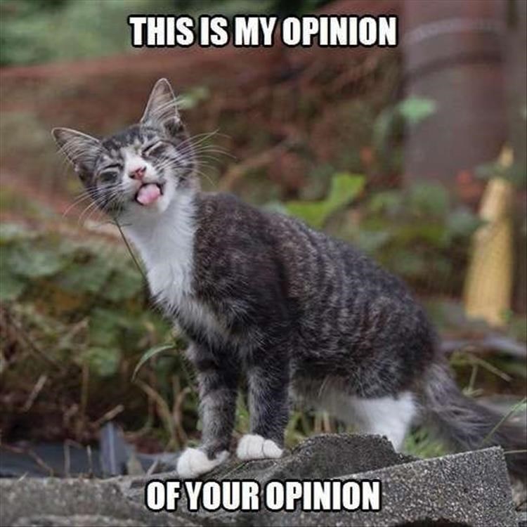 Caturday meme about disrespecting your opinion
