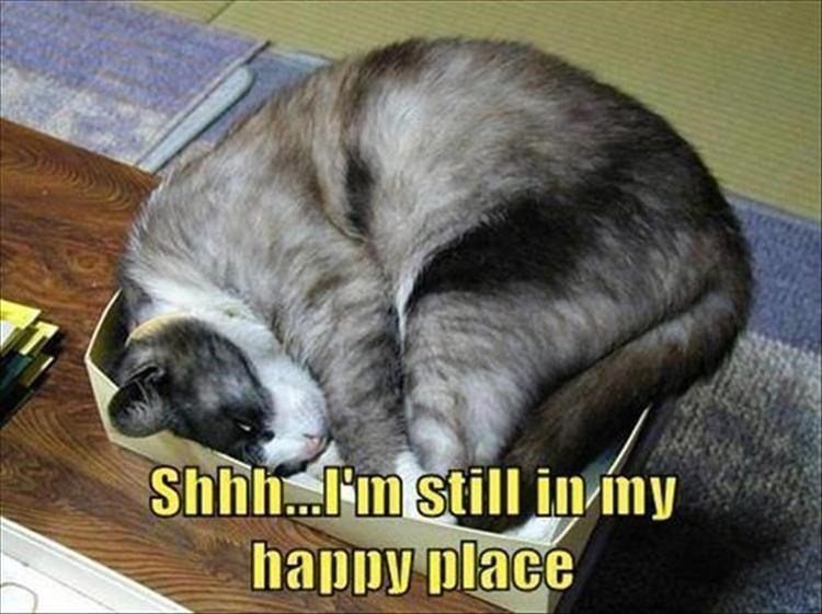 Caturday meme about staying in your happy place with pic of a cat snuggled in a small box