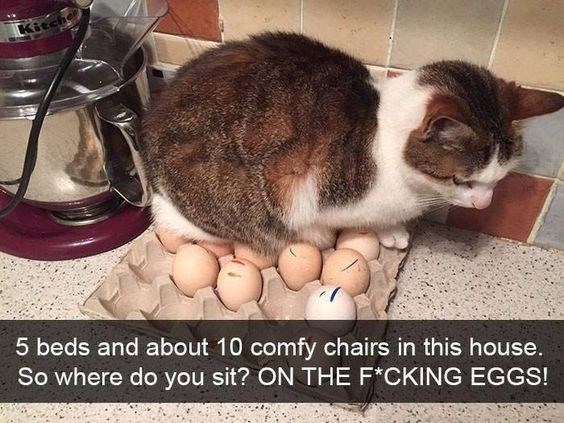 Caturday meme of a cat sitting on top of a carton of eggs