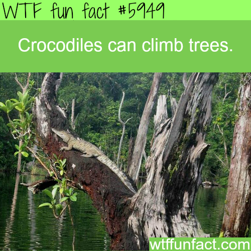 25 Weird and Random Facts