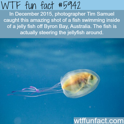 25 Weird and Random Facts