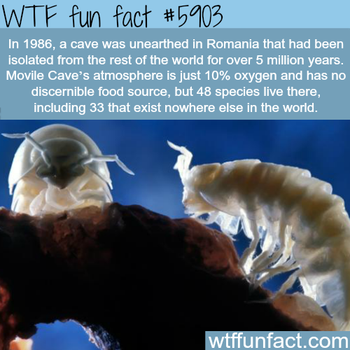 25 Weird and Random Facts