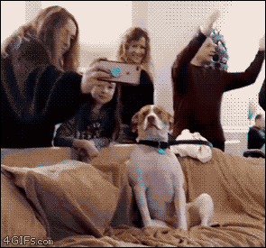 Moving Image Mayhem--Animal Edition