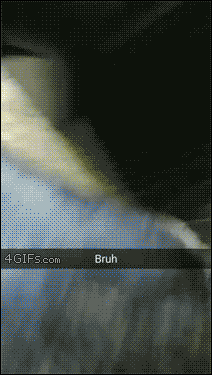 Moving Image Mayhem--Animal Edition