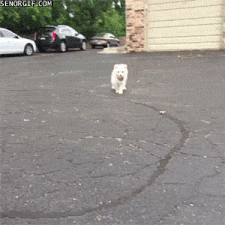 Moving Image Mayhem--Animal Edition