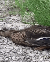 Moving Image Mayhem--Animal Edition