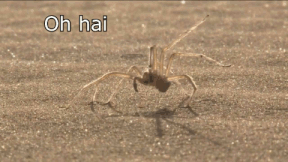 Moving Image Mayhem--Animal Edition