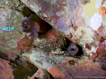 Moving Image Mayhem--Animal Edition