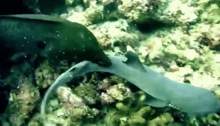 Moving Image Mayhem--Animal Edition