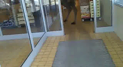 Moving Image Mayhem--Animal Edition