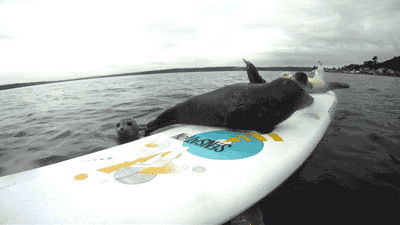 Moving Image Mayhem--Animal Edition