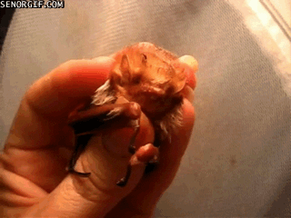 Moving Image Mayhem--Animal Edition