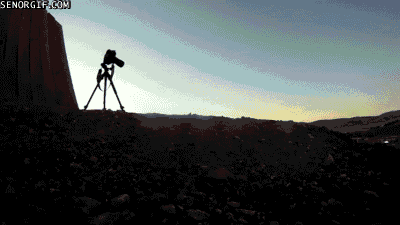 Moving Image Mayhem--Animal Edition