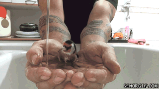 Moving Image Mayhem--Animal Edition