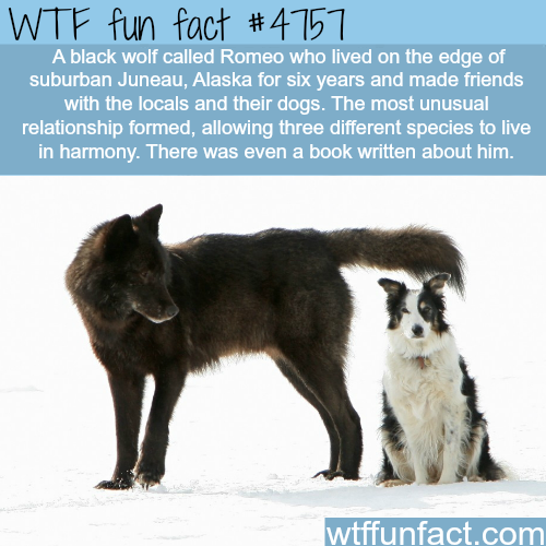 wtf facts - romeo alaska wolf - Wtf fun fact A black wolf called Romeo who lived on the edge of suburban Juneau, Alaska for six years and made friends with the locals and their dogs. The most unusual relationship formed, allowing three different species t