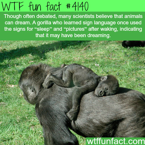 wtf facts - baby gorilla called - Wtf fun fact Though often debated, many scientists believe that animals can dream. A gorilla who learned sign language once used the signs for
