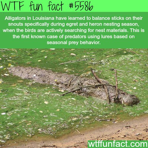 wtf facts - wtf fun facts - Wtf fun fact Alligators in Louisiana have learned to balance sticks on their snouts specifically during egret and heron nesting season, when the birds are actively searching for nest materials. This is the first known case of p