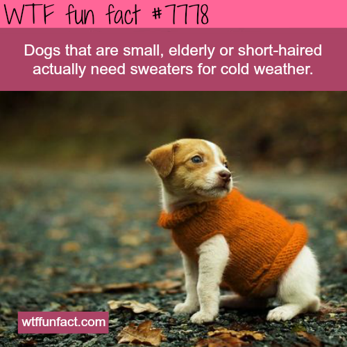 wtf facts - wtf facts about animals - Wtf fun fact # 7778 Dogs that are small, elderly or shorthaired actually need sweaters for cold weather. wtffunfact.com