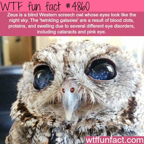 wtf facts - zeus screech owl - Wtf fun fact Zeus is a blind Western screech owl whose eyes look the night sky. The 'twinkling galaxies' are a result of blood clots, proteins, and swelling due to several different eye disorders, including cataracts and pin