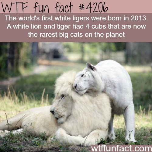 wtf facts - white lions fun facts - Wtf fun fact The world's first white ligers were born in 2013. A white lion and tiger had 4 cubs that are now the rarest big cats on the planet wtffunfact.com