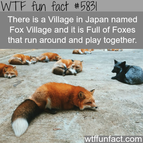 wtf facts - japan fox - Wtf fun fact || There is a Village in Japan named Fox Village and it is Full of Foxes that run around and play together. wtffunfact.com