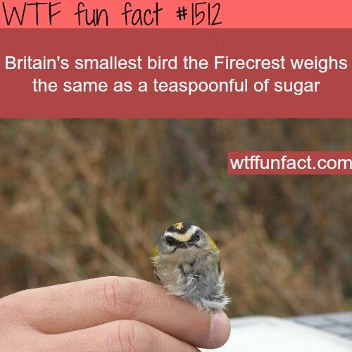 wtf facts - britain's smallest bird - Wtf fun fact Britain's smallest bird the Firecrest weighs the same as a teaspoonful of sugar wtffunfact.com