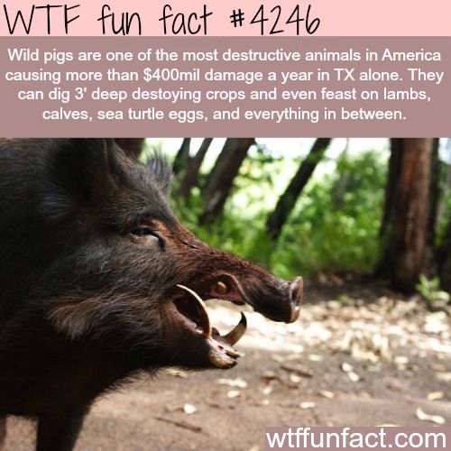 wtf facts - wtf fun facts animals - Wtf fun fact Wild pigs are one of the most destructive animals in America causing more than $400mil damage a year in Tx alone. They can dig 3' deep destoying crops and even feast on lambs, calves, sea turtle eggs, and e