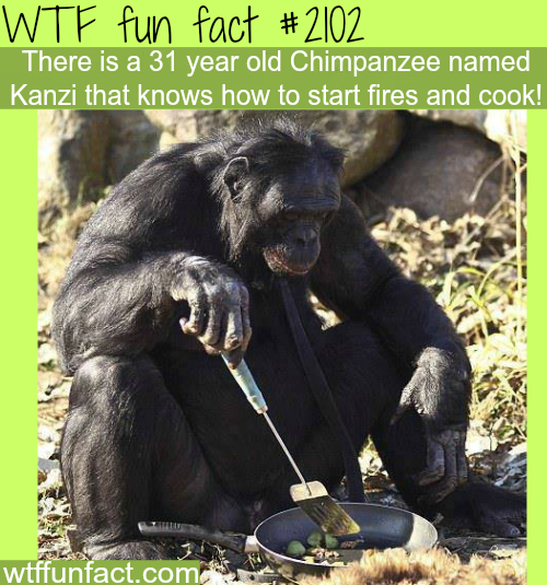 wtf facts - chimpanzee fun facts - Wtf fun fact There is a 31 year old Chimpanzee named Kanzi that knows how to start fires and cook! wtffunfact.com