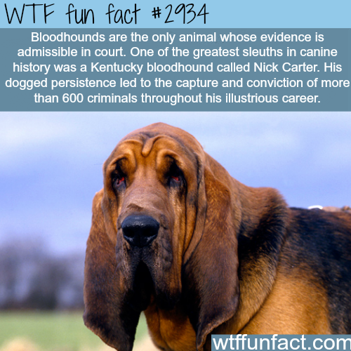 wtf facts - bloodhound dog - Wtf fun fact Bloodhounds are the only animal whose evidence is admissible in court. One of the greatest sleuths in canine history was a Kentucky bloodhound called Nick Carter. His dogged persistence led to the capture and conv