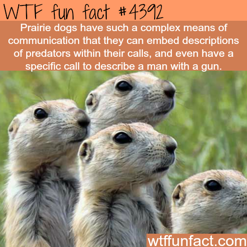 wtf facts - endangered prairie dogs - Wtf fun fact Prairie dogs have such a complex means of communication that they can embed descriptions of predators within their calls, and even have a specific call to describe a man with a gun. wtffunfact.com