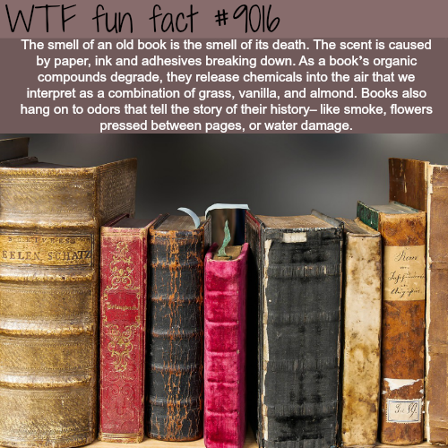 wtf facts - wtf mind fun facts - Wtf fun fact The smell of an old book is the smell of its death. The scent is caused by paper, ink and adhesives breaking down. As a book's organic compounds degrade, they release chemicals into the air that we interpret a